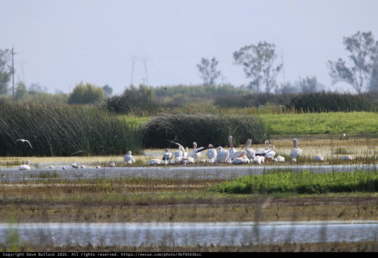 White Pelicans Resting in Yolo Bypass Wetlands