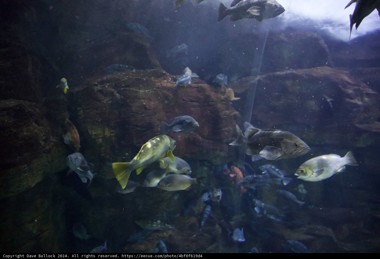 Aquarium Beauty: A Swarm of Sea Life
