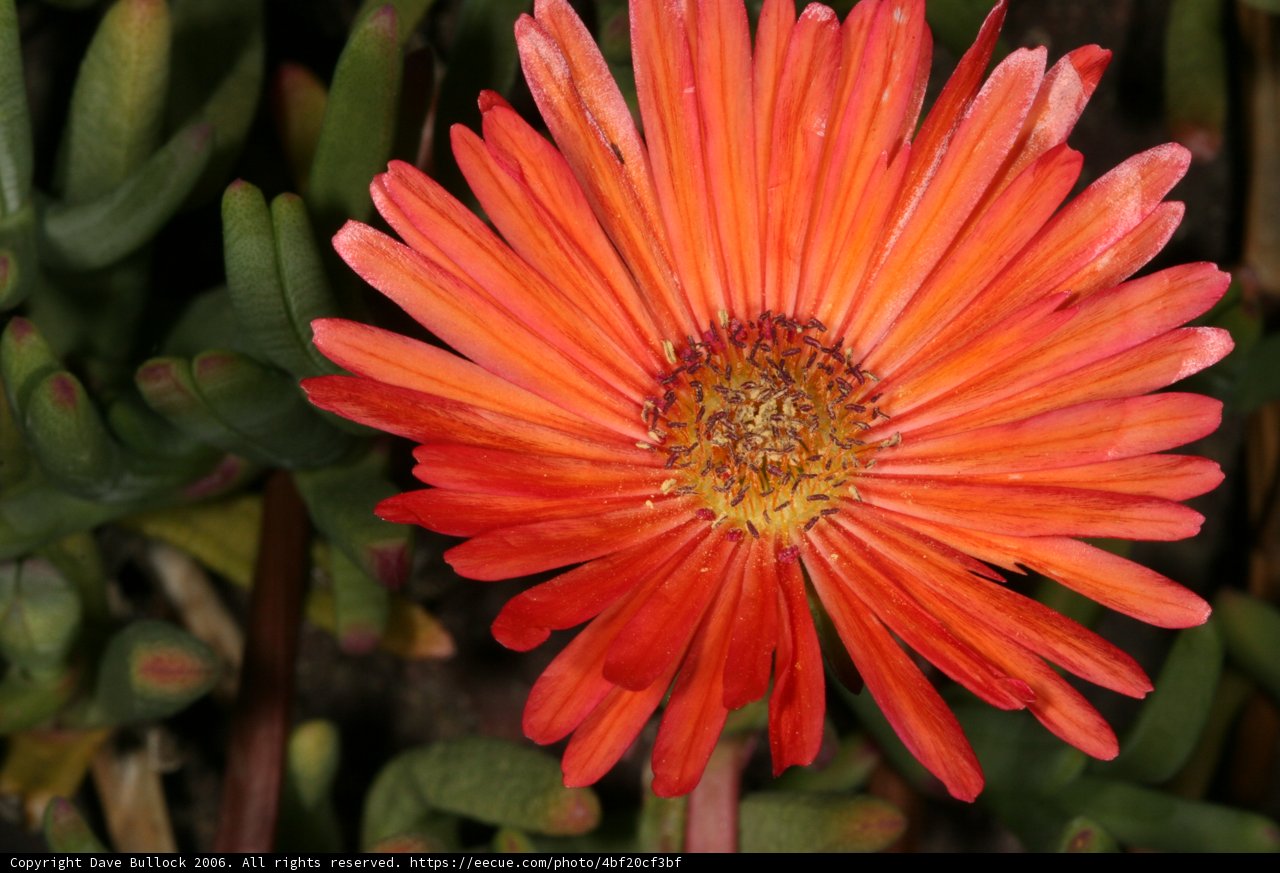 Vibrant Daisy Bloom
