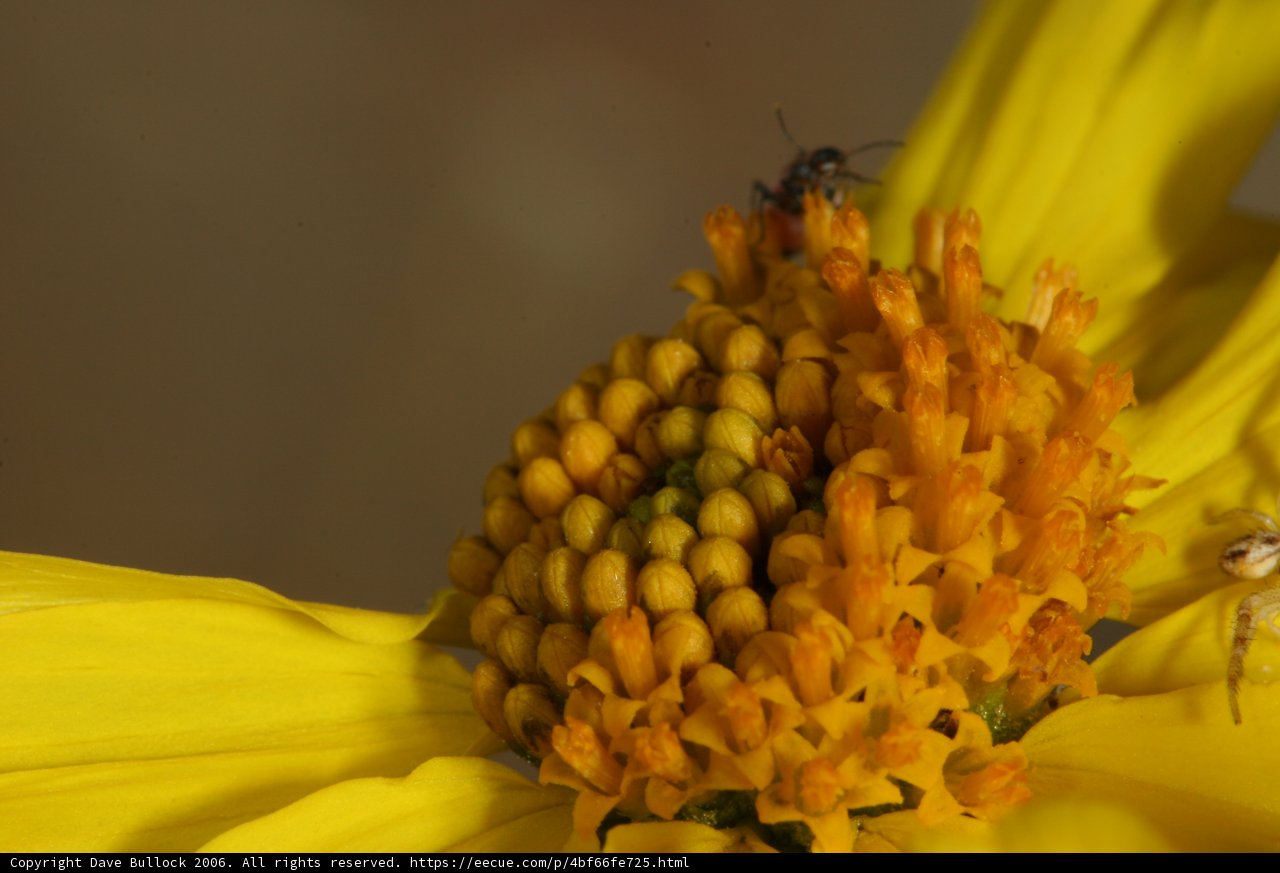 Busy Buzzers on a Yellow Daisy