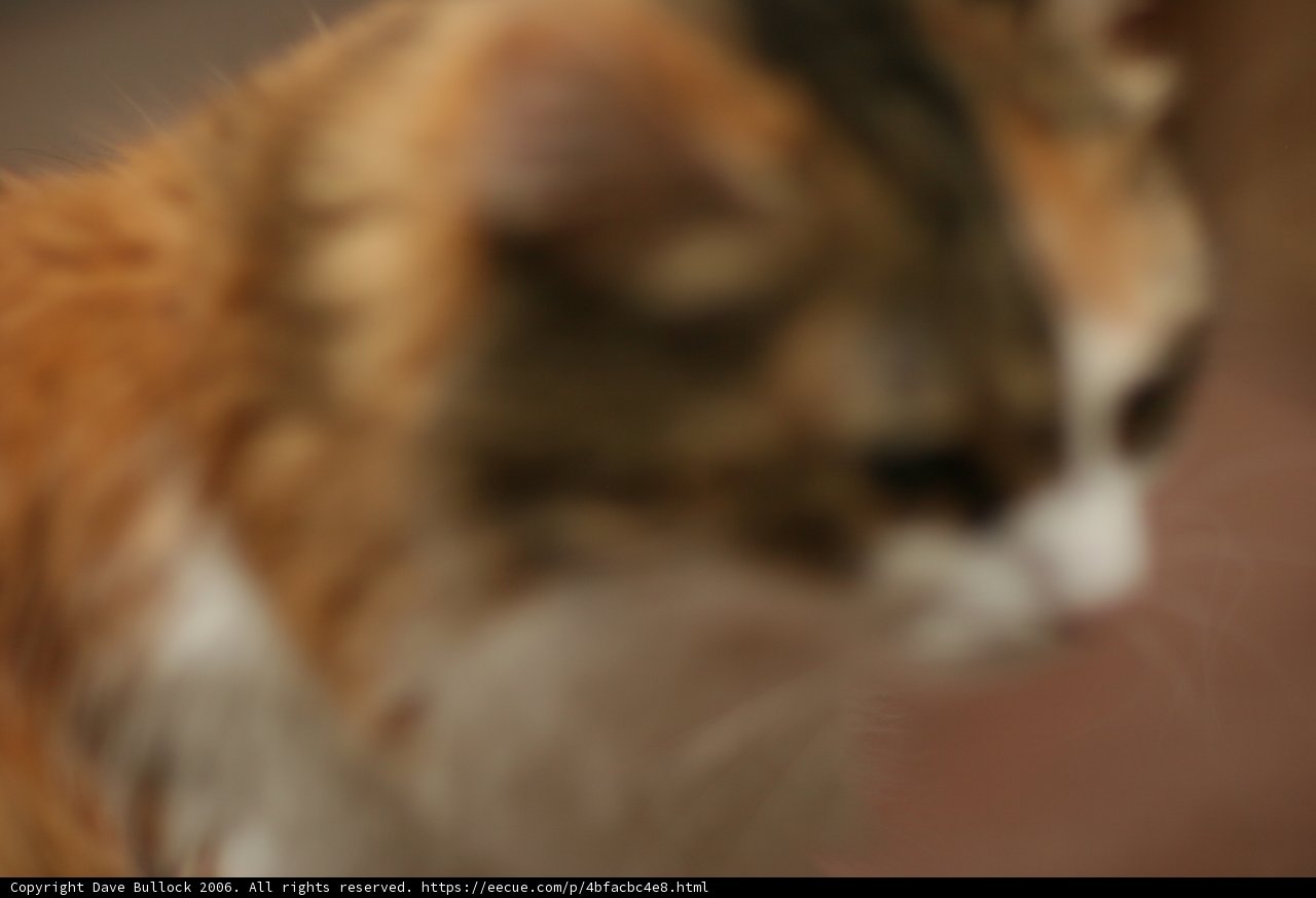 Fuzzball Frenzy