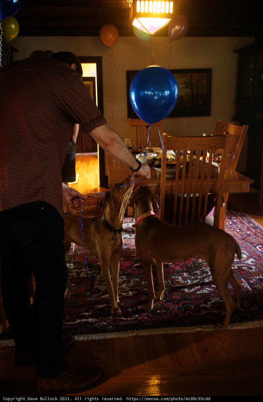 Man and Greyhound Enjoying a Quiet Afternoon Inside