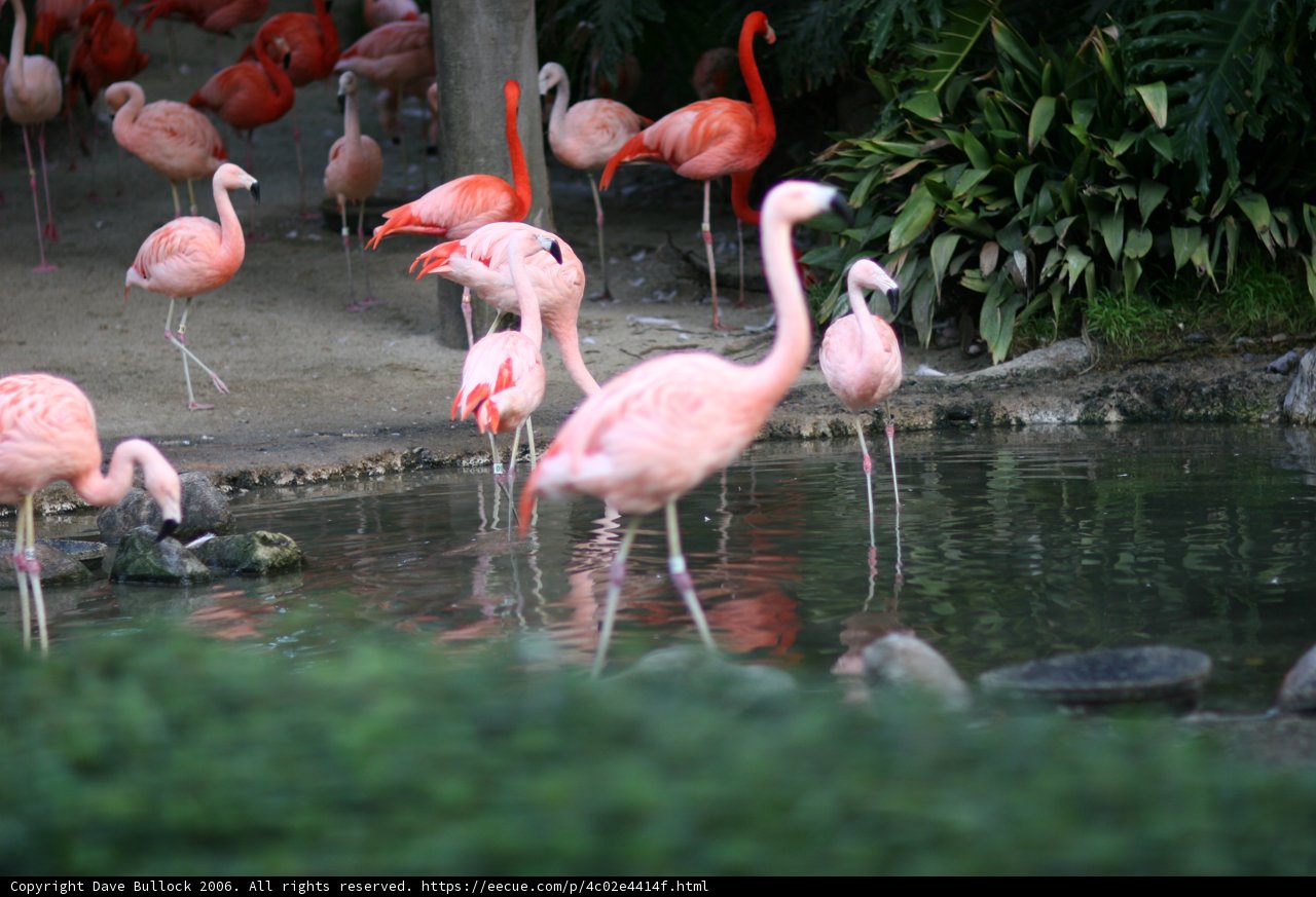 Flock of Flamingos in their Habitat