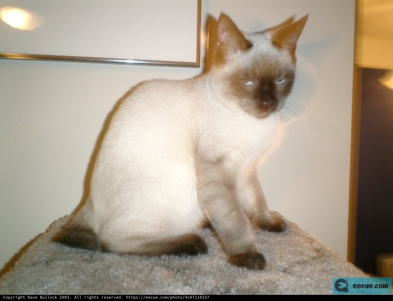 Siamese Serenity
