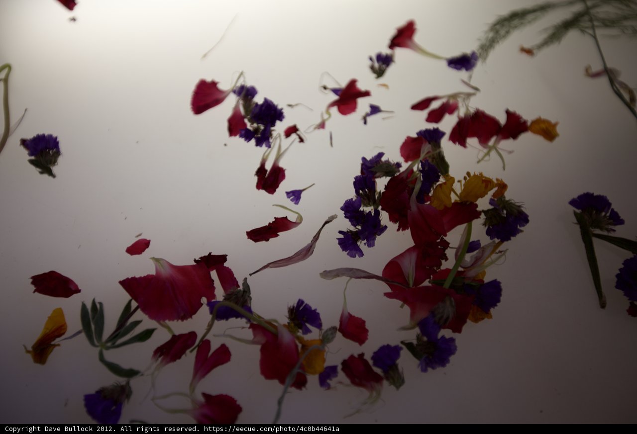 Floating Geranium Petal