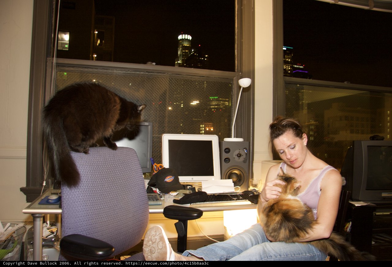 Night Owl Cat Lady at City View Desk
