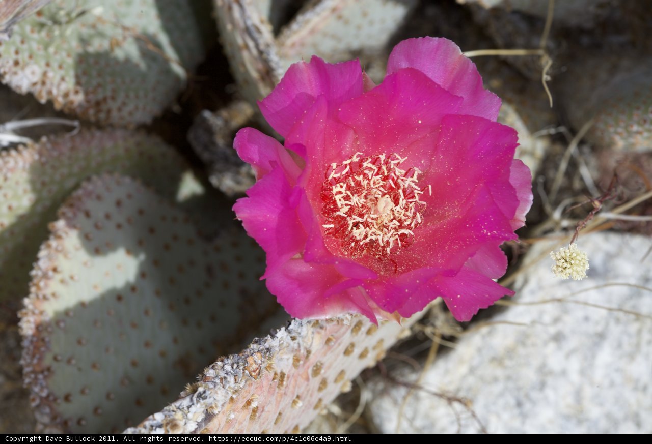 Desert Rose