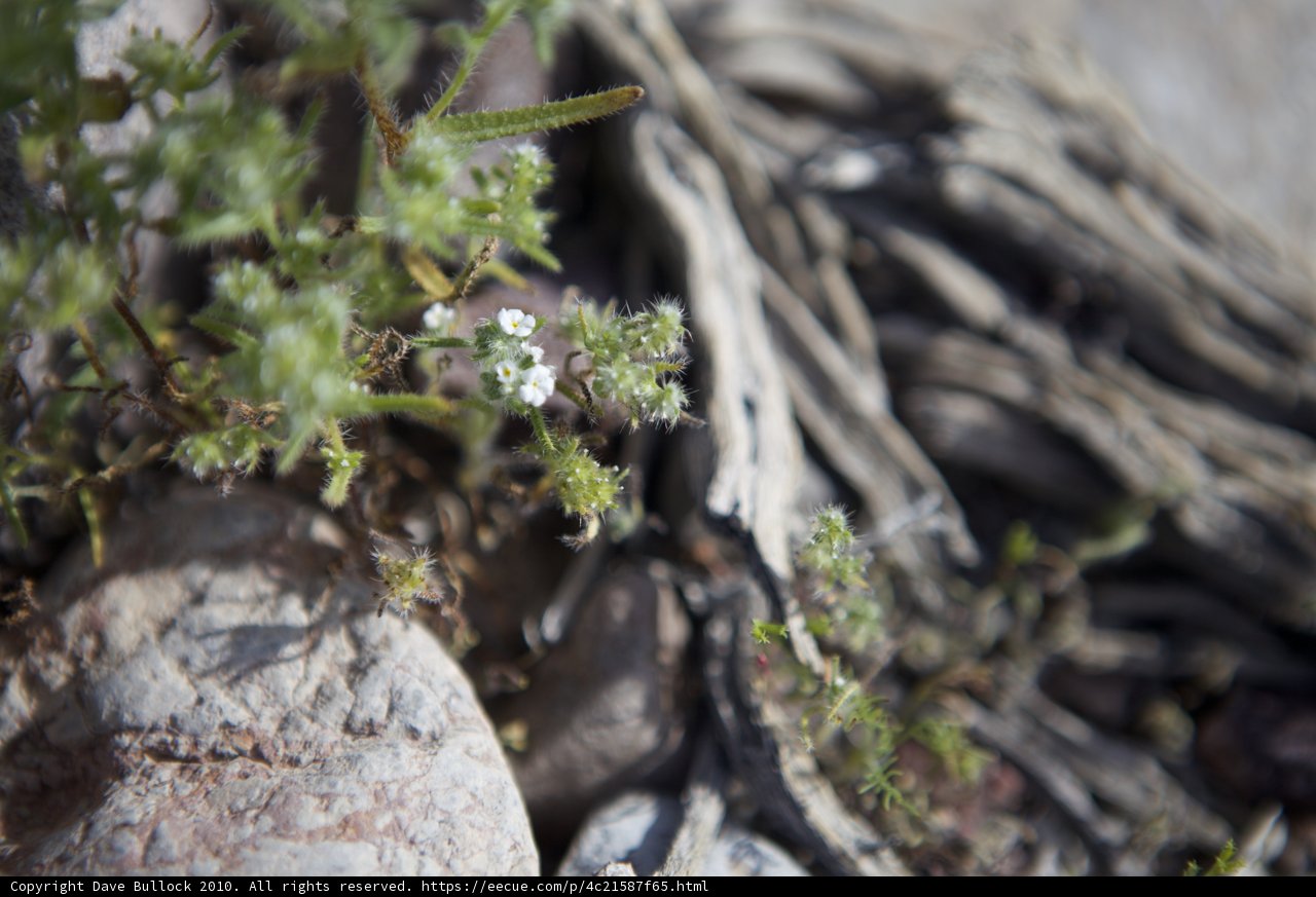 Petite Wildflowers in the Desert