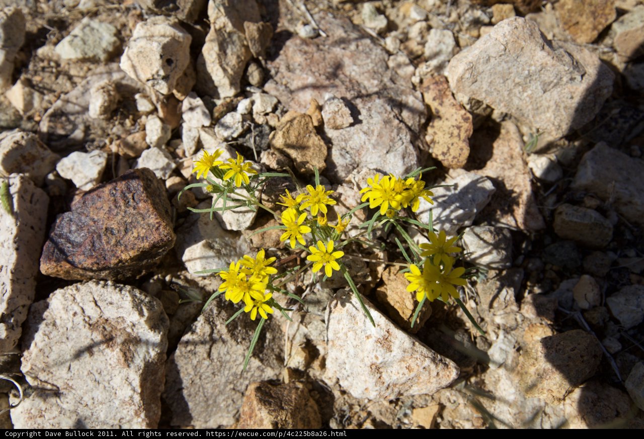 Rocky Daisy Sunshine