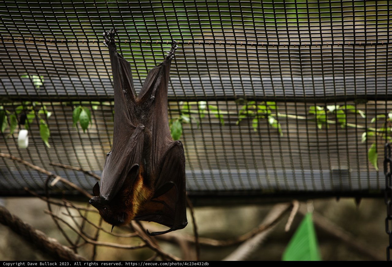 Enigmatic Resident of Oakland Zoo
