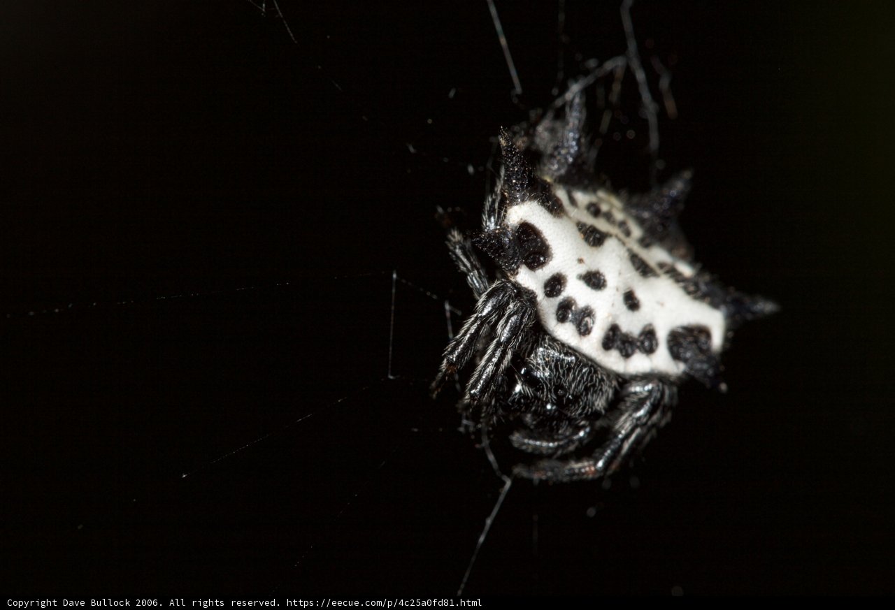 Garden Spider in Monochrome