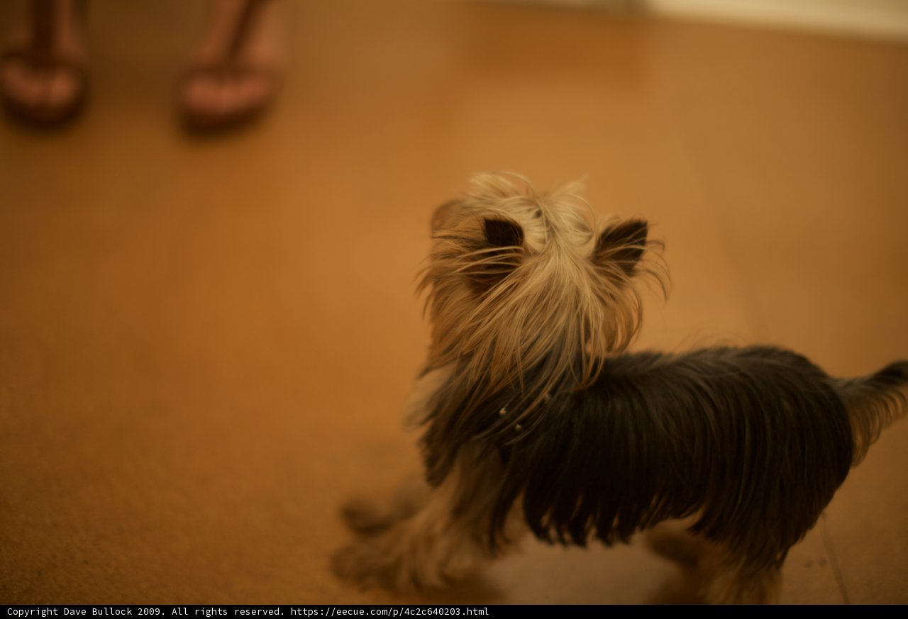 Small Terrier on Hardwood Floor
