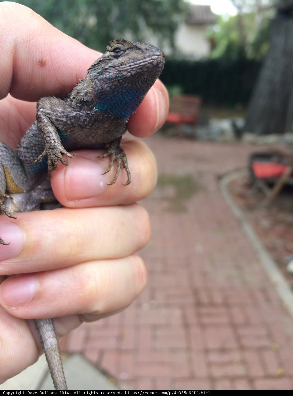 Personal Gecko