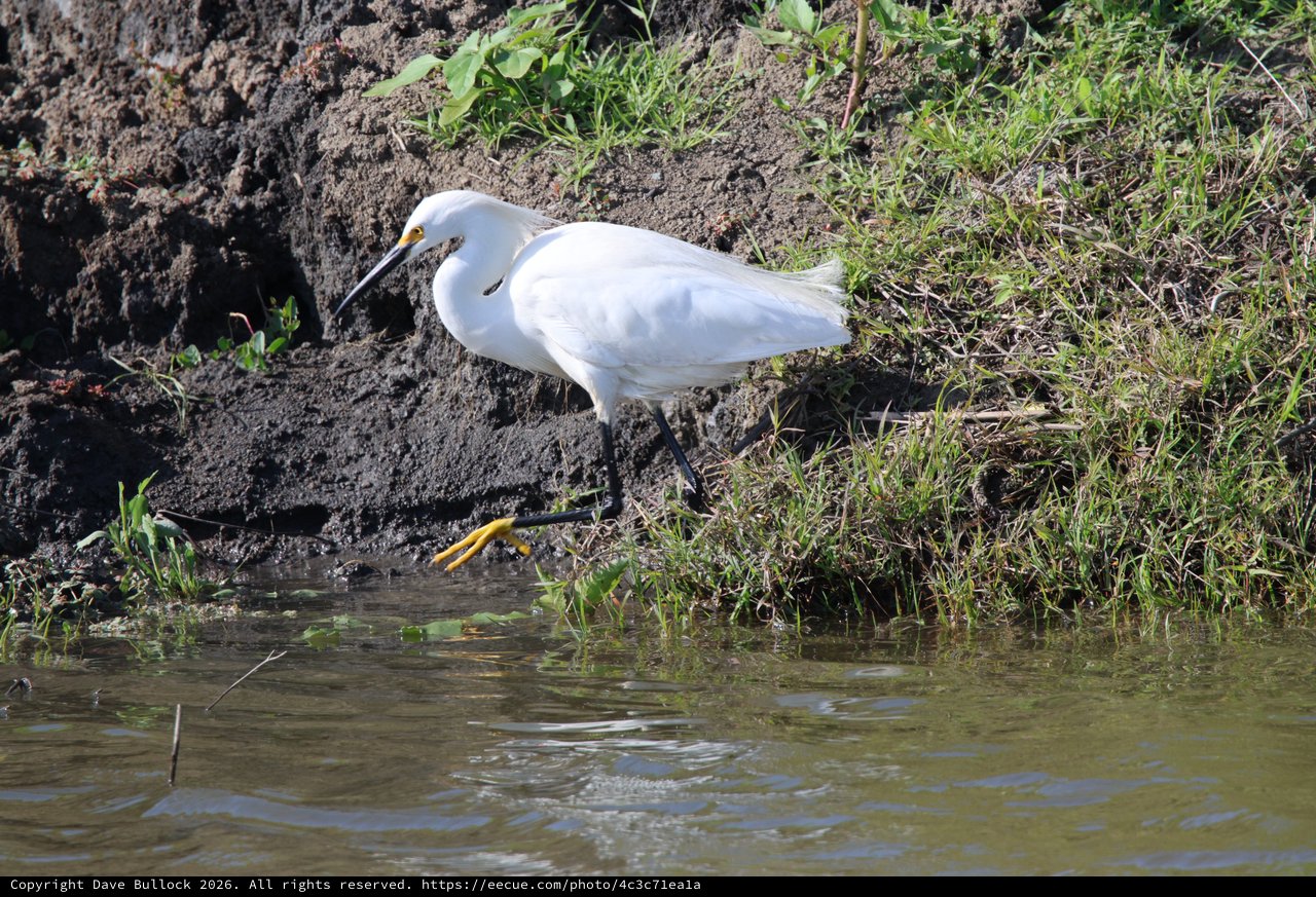 Snowy Egret Foraging in Wetland Shallows