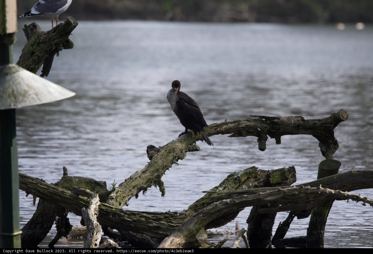 Perched in Solitude