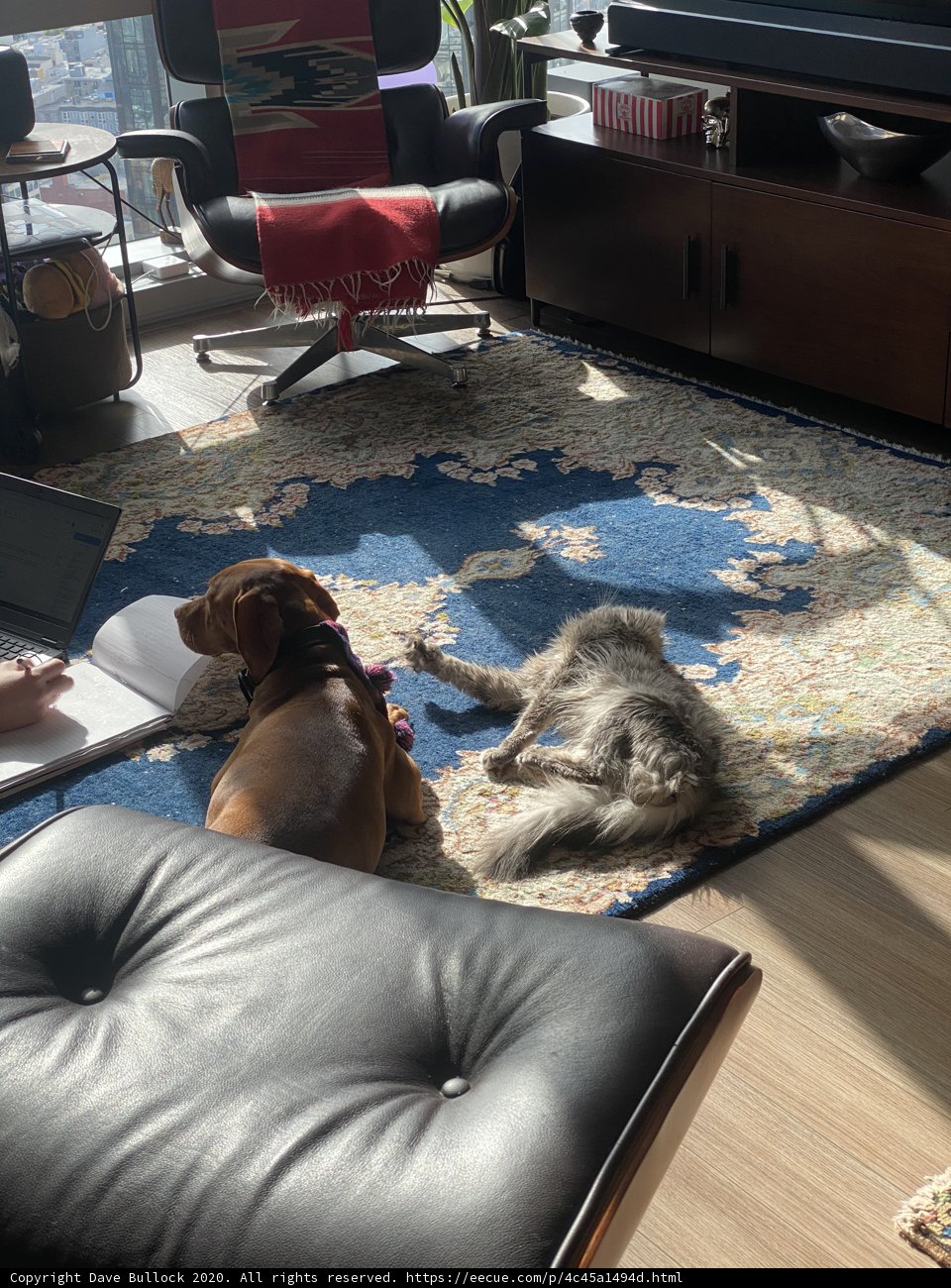 Furry Companion on the Living Room Rug