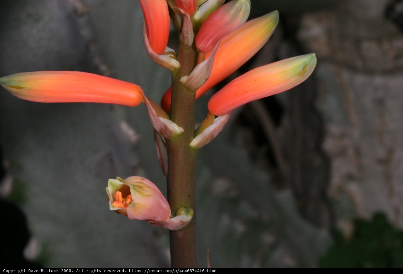 A Close Encounter with Nature's Colors