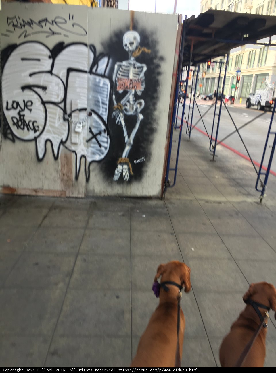 Two Canine Walkers