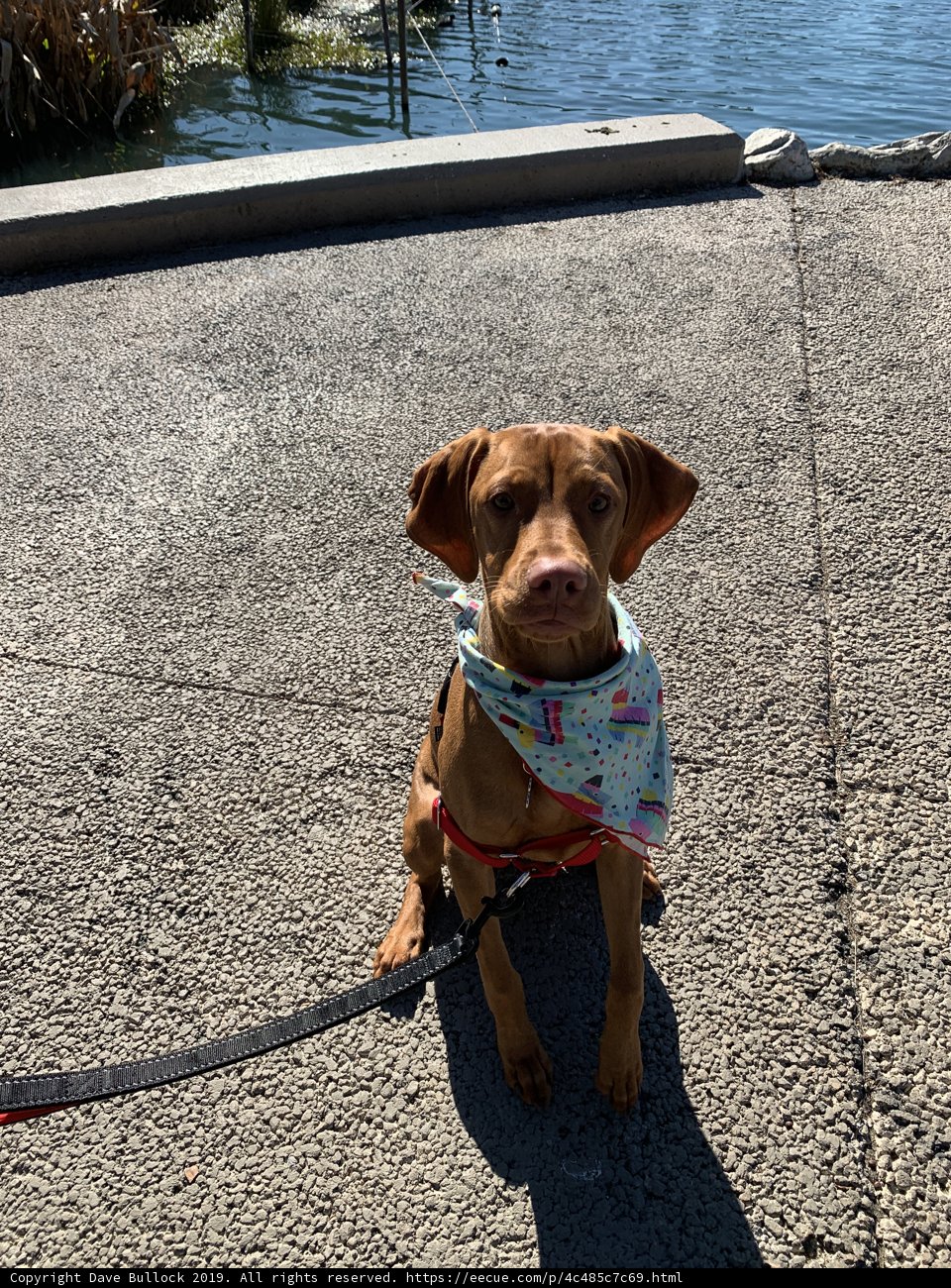 Fashionable Hound