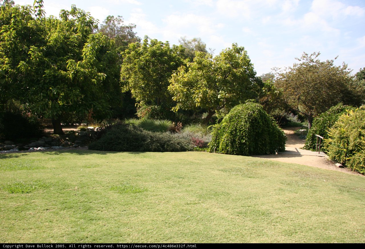 Willow Tree in a Grassy Field
