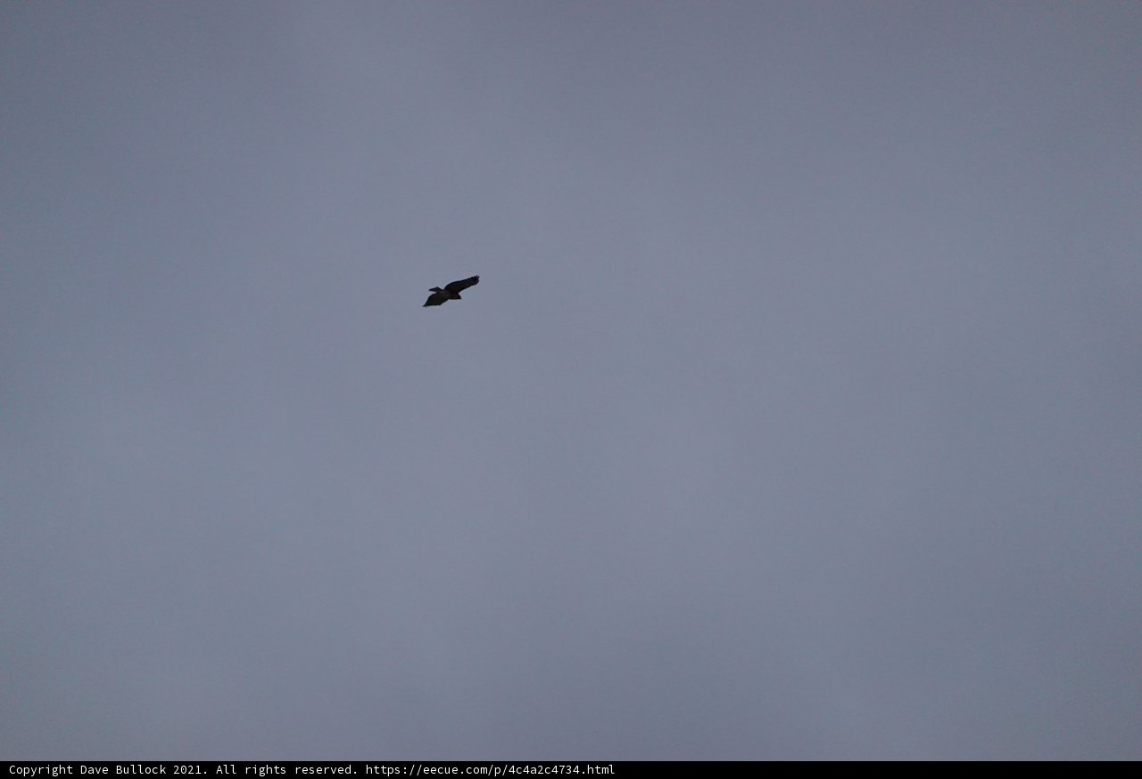 Majestic Flight