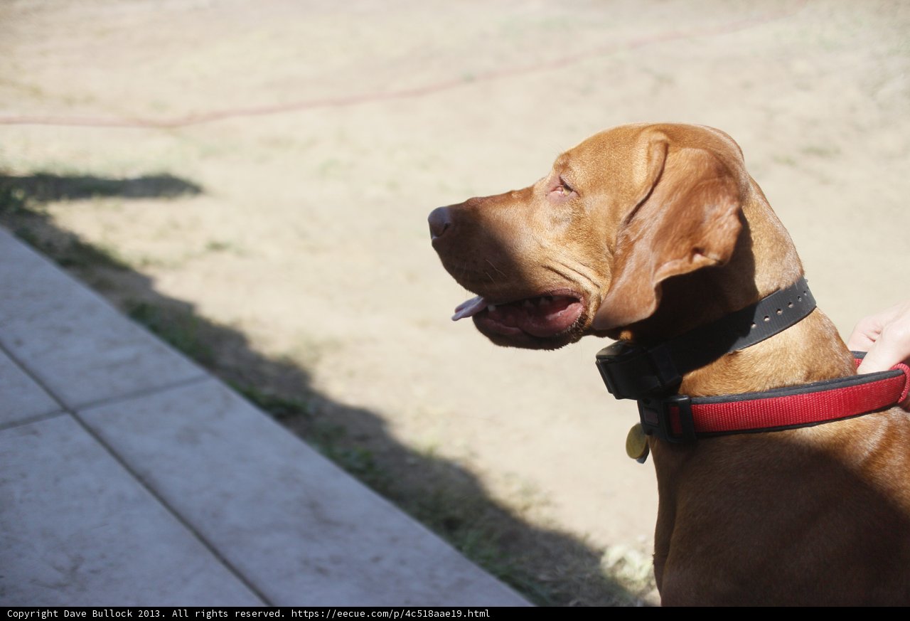 Furry Friend Gazing Up