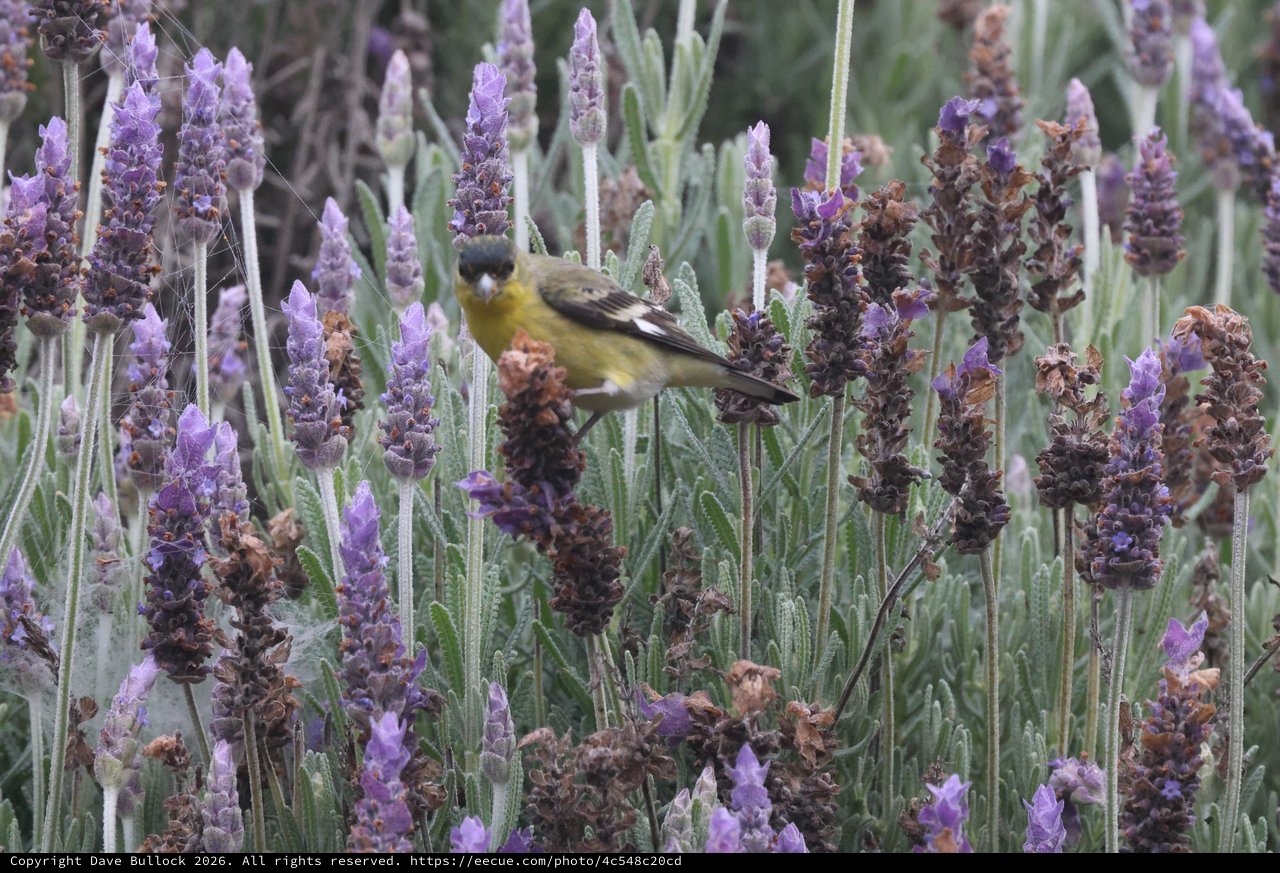 Common Yellowthroat Warbler Among Purple Lavender Blooms