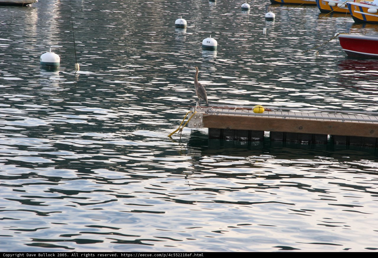 Waterfront Birdwatching