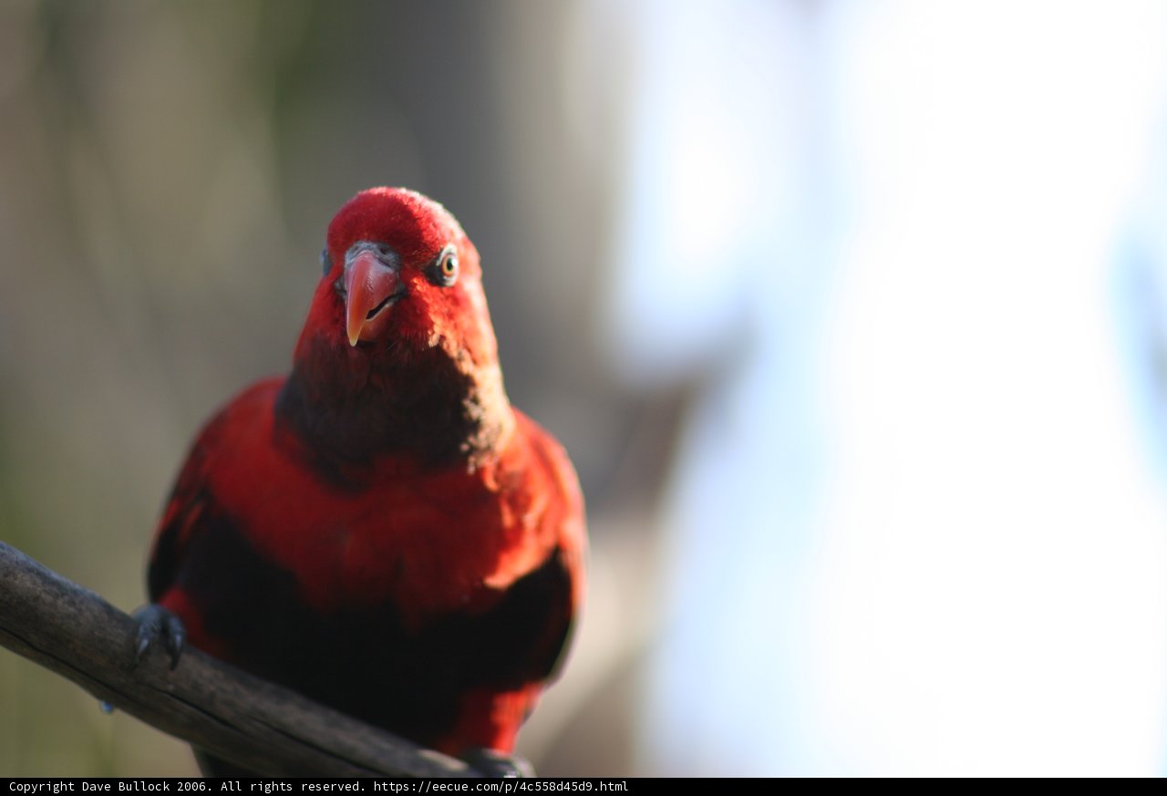Red Bird Perched on Branch