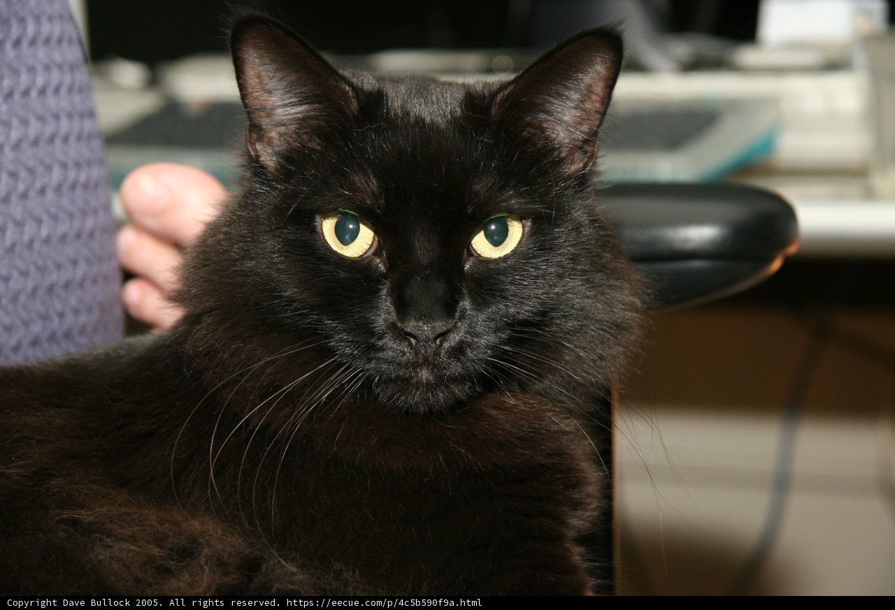 The Elegant Black Cat