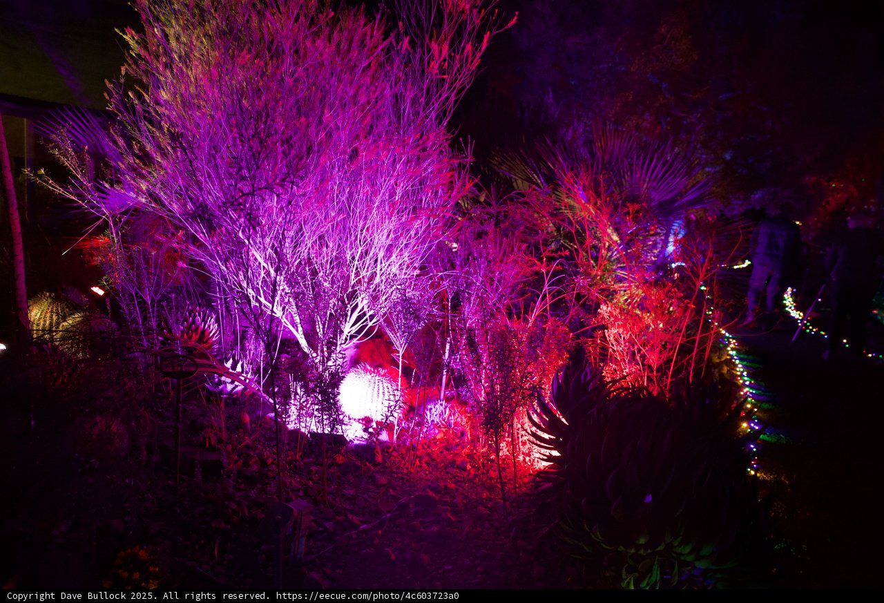 Illuminated Nature