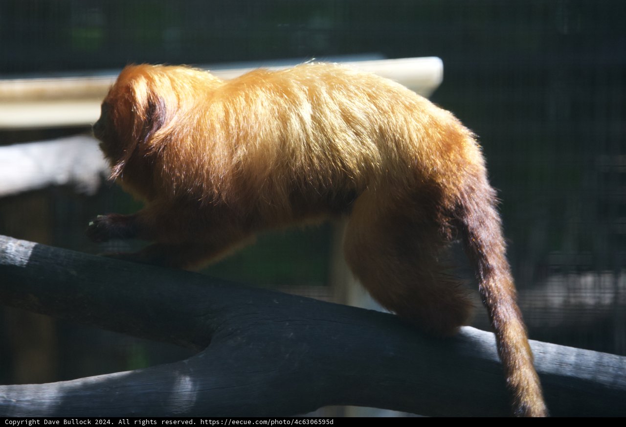 Graceful Leap of the Golden Monkey