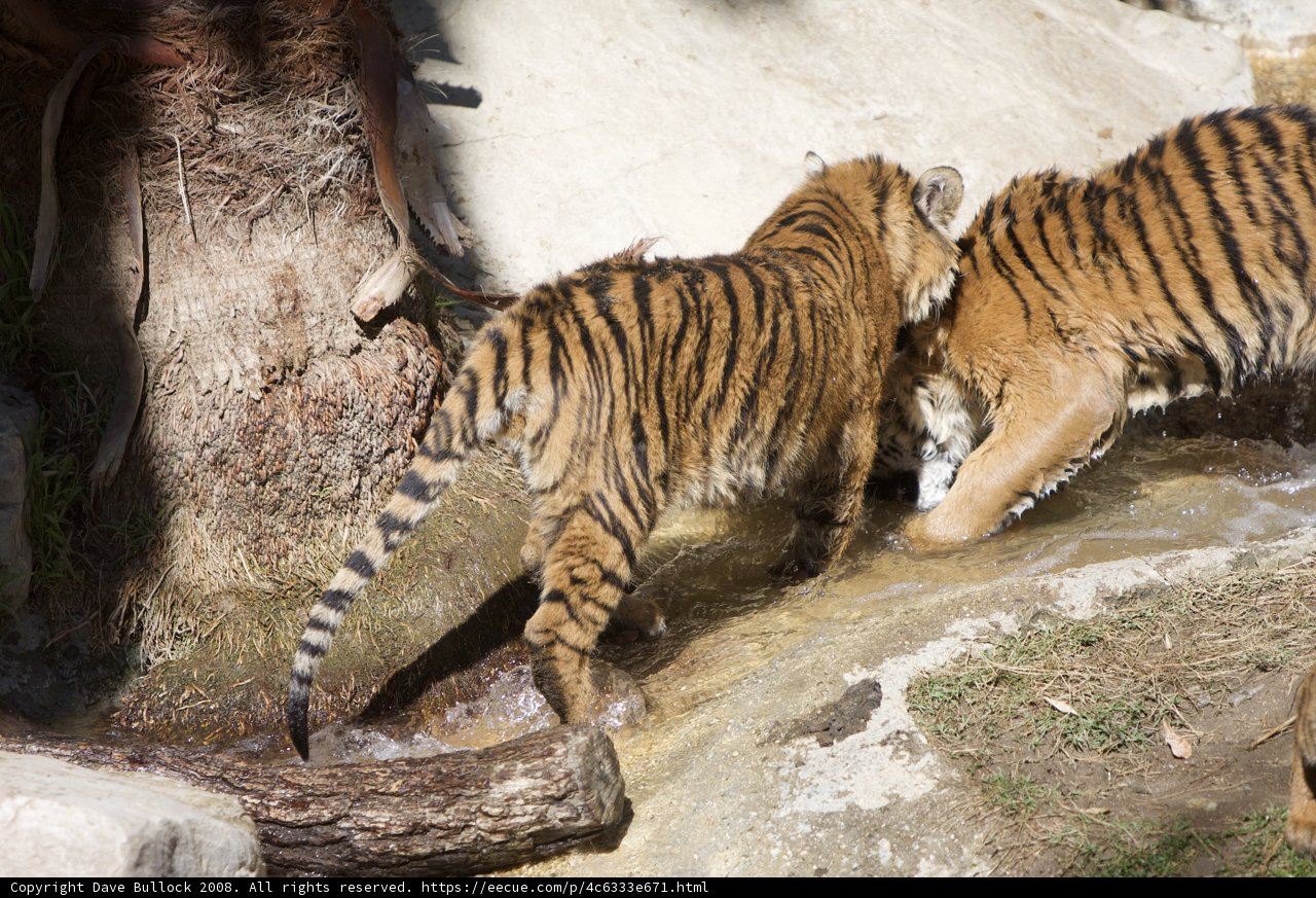 Tiger Splash