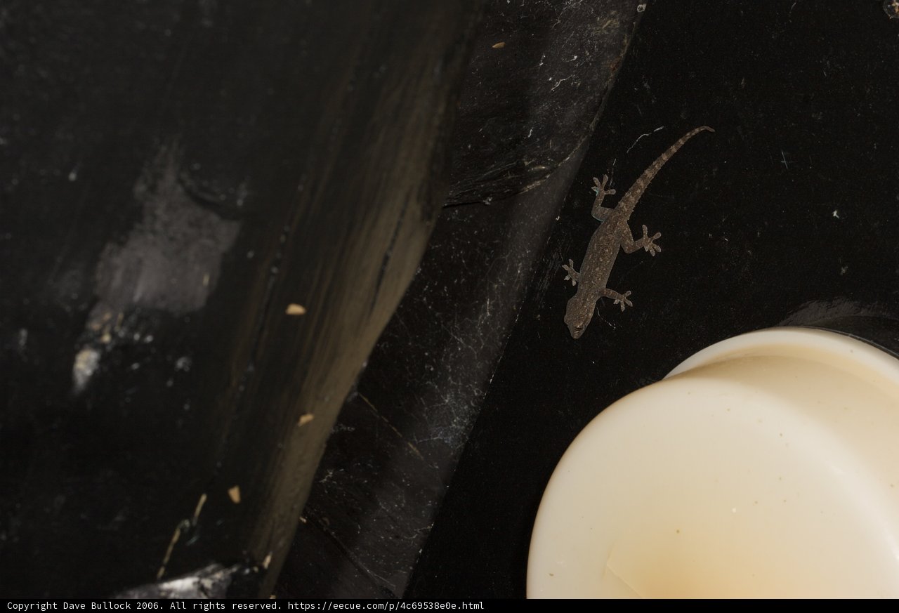 Gecko making itself at home