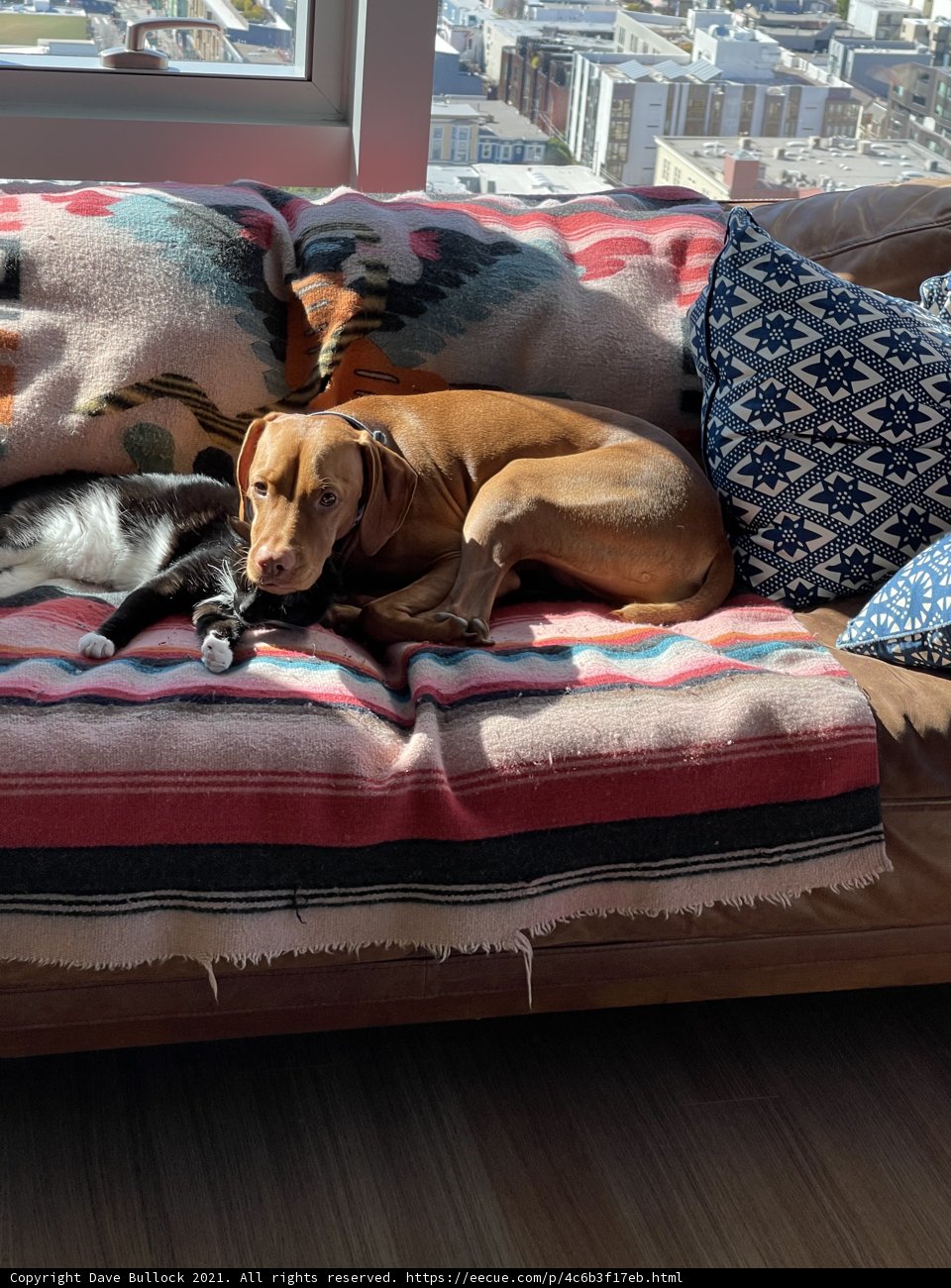 Cuddling Companions on the Couch