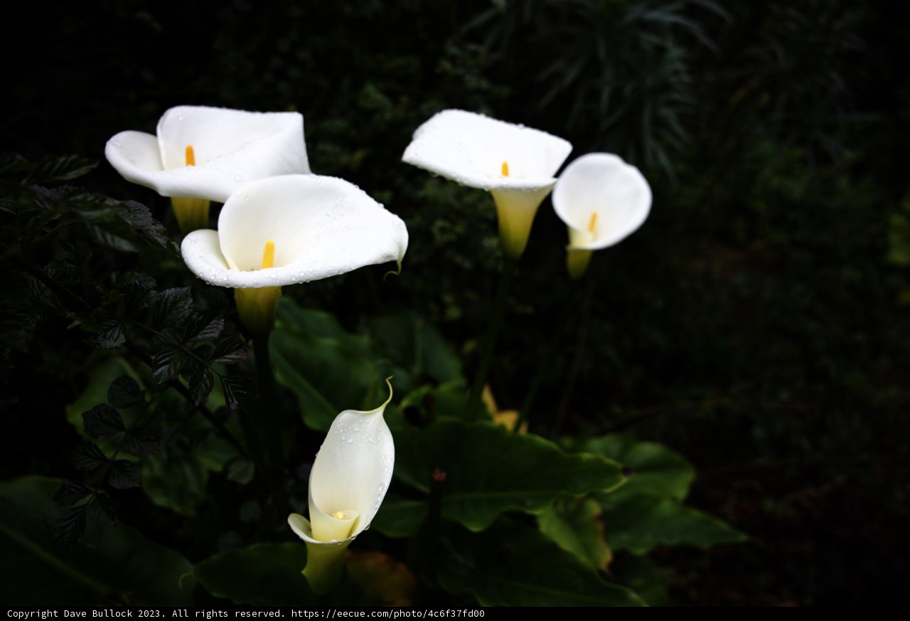 Pristine Calla Lilies in Bloom