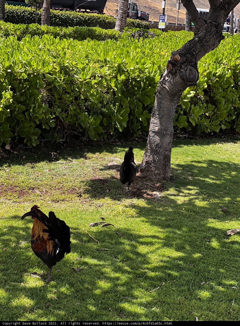Feathered Friends