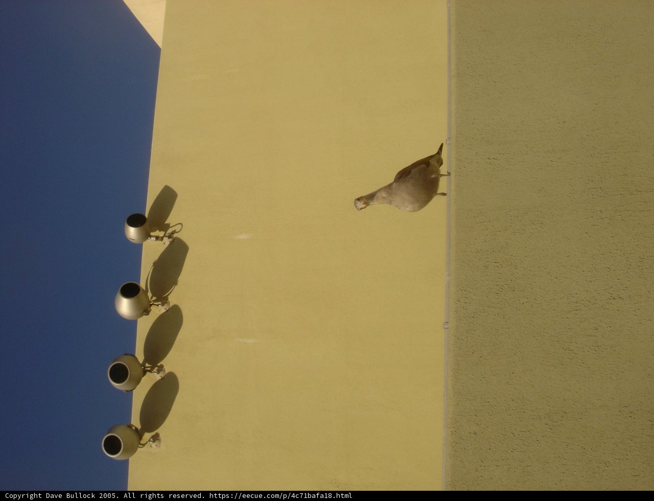 Winged Watcher
