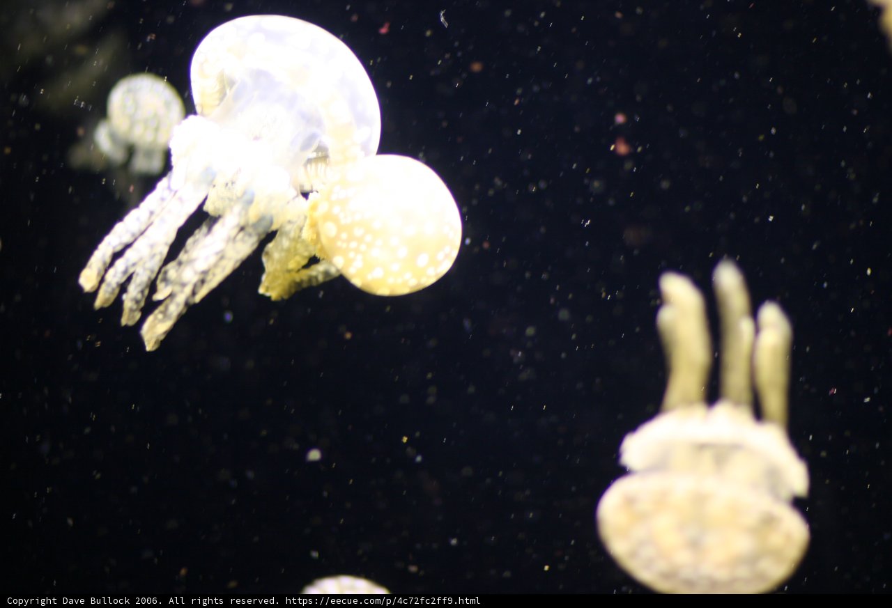 Graceful Jellyfish in the Sea
