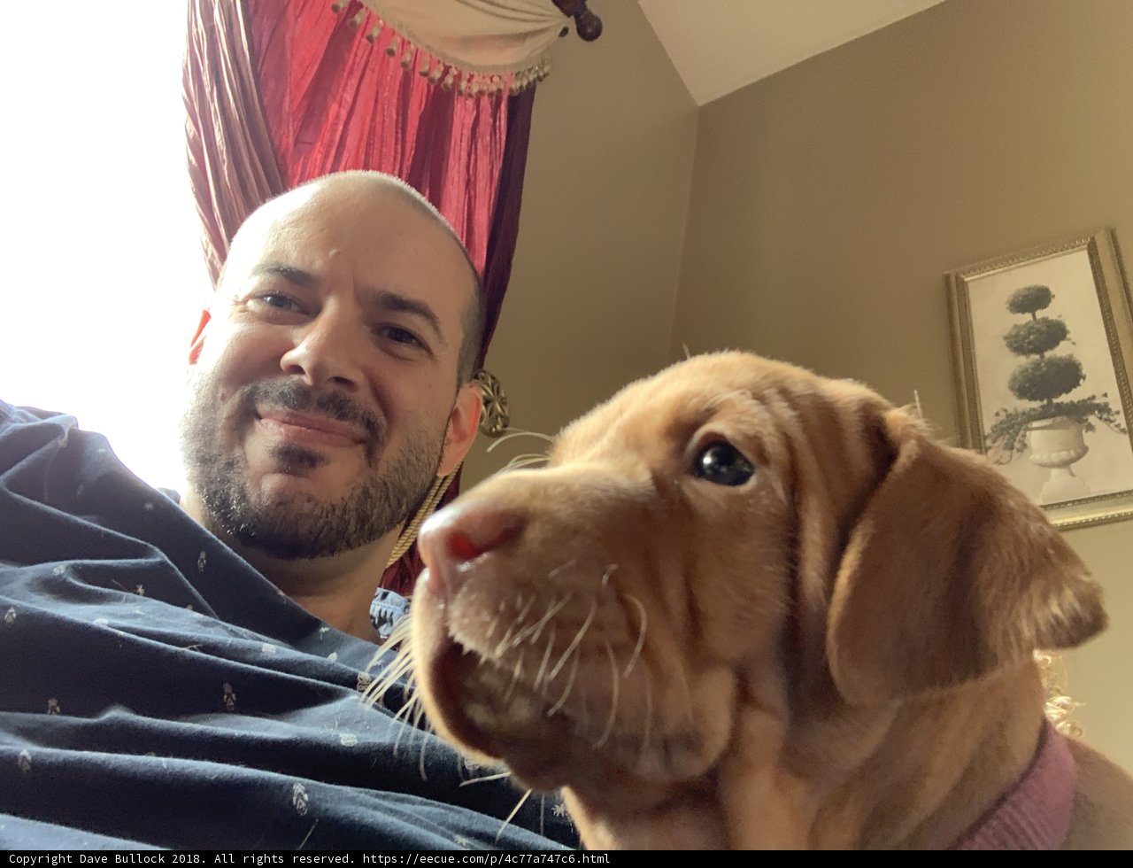 Man and Hound