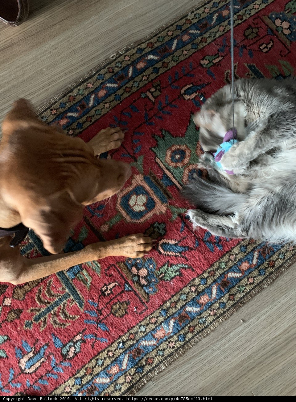 Furry Friends at Play
