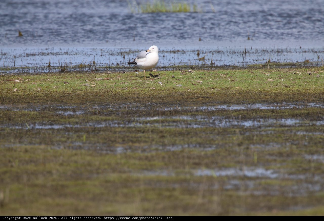 Solitary Seagull on Wetland Shore at Yolo Bypass