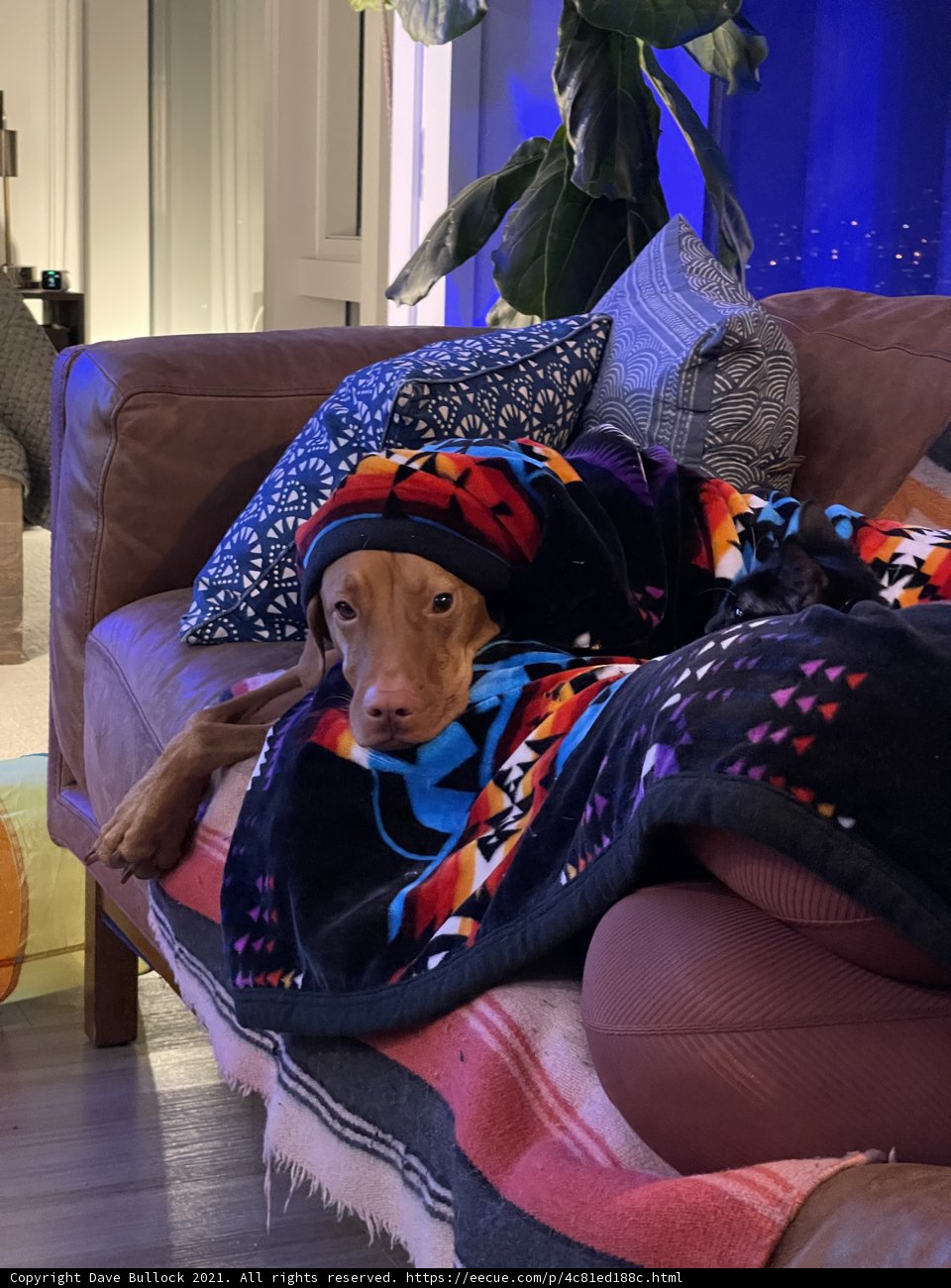 Cozy Canine napping on the Couch