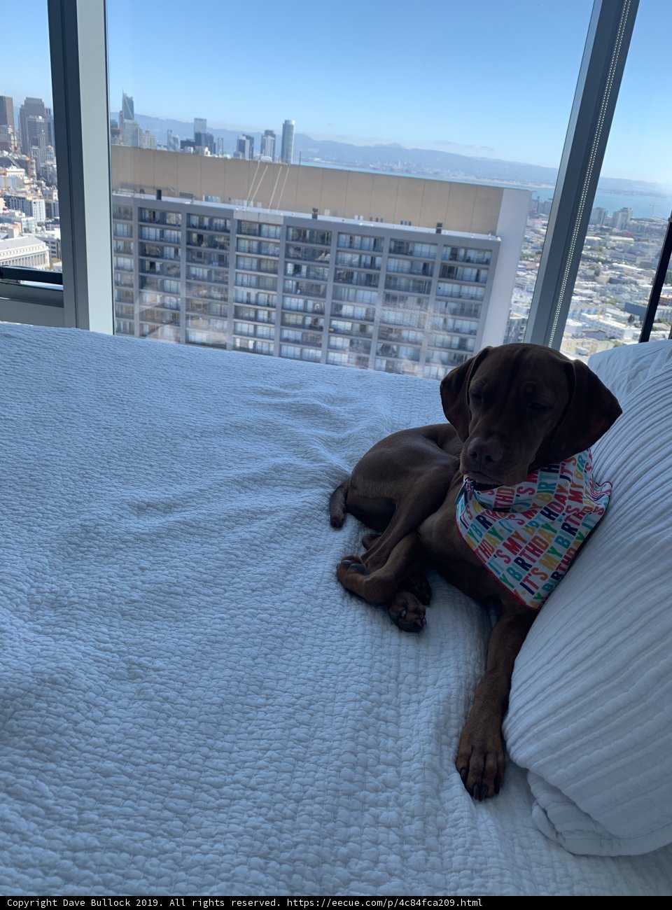 City Hound Retreat