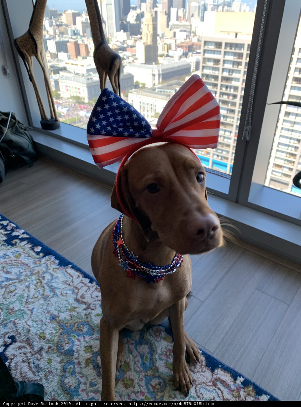 Patriot Pooch