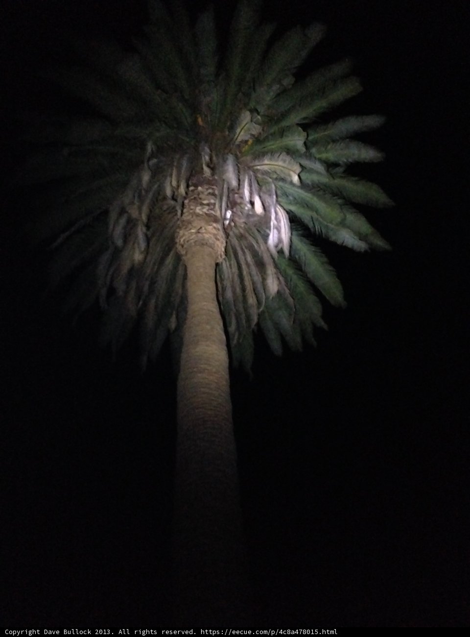 Illuminated Palm Tree