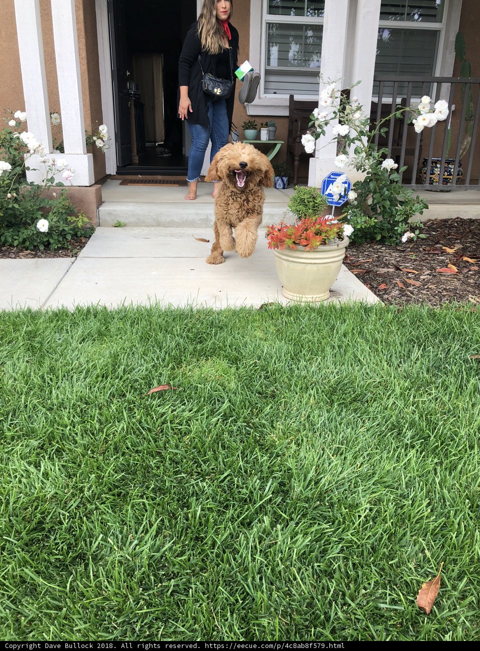 A Woman and Her Canine Companion