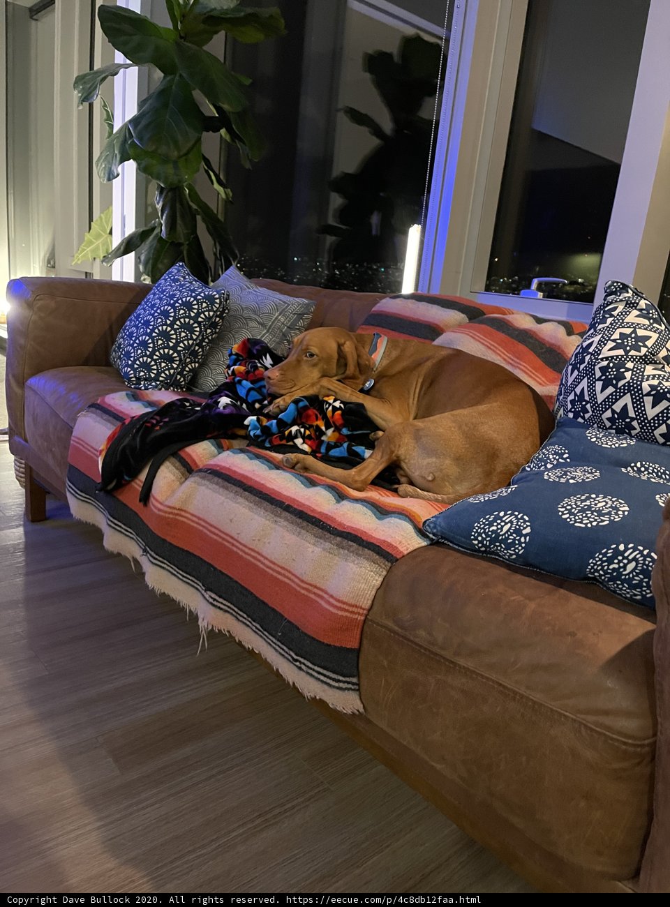 Cozy Puppy on his Couch