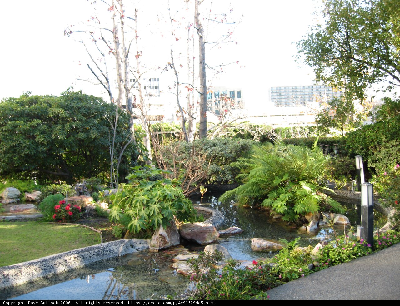 Serenity at the Garden Pond