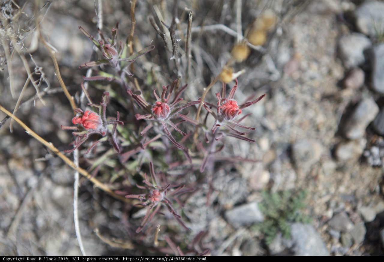 Desert Blossom